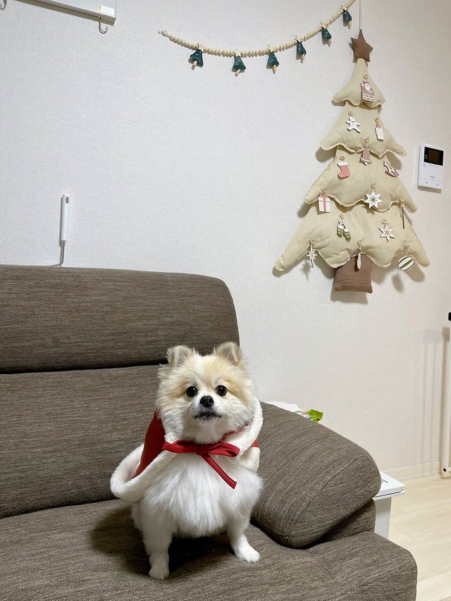 もうすぐクリスマス（画像提供：ちくわ△(ポメ)さん）