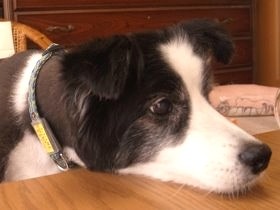 飼育放棄され毛玉だらけだったコリー犬　温かな家で穏やかな晩年