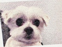 病院の診療費明細書に添えられたマルくんの写真（画像提供：プクマルさん）