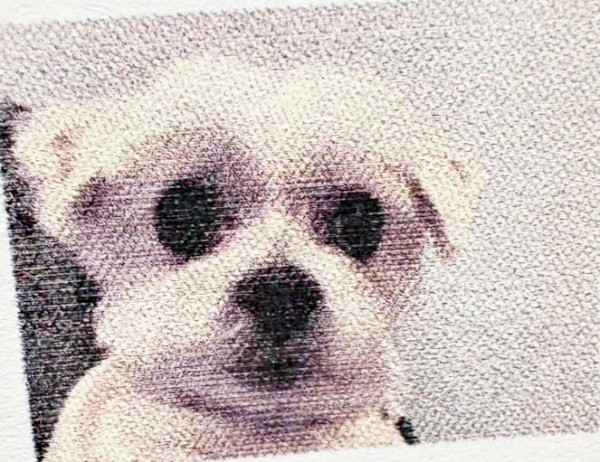 病院の診療費明細書に添えられたマルくんの写真（画像提供：プクマルさん）