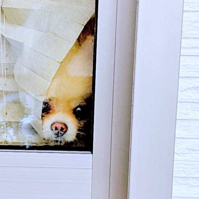 窓から外をのぞくこの太くん。こうして飼い主さんの帰宅を待ちます（画像提供：この太さん）
