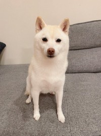 シャンプー後の美人さん（画像提供：たまgoさん）