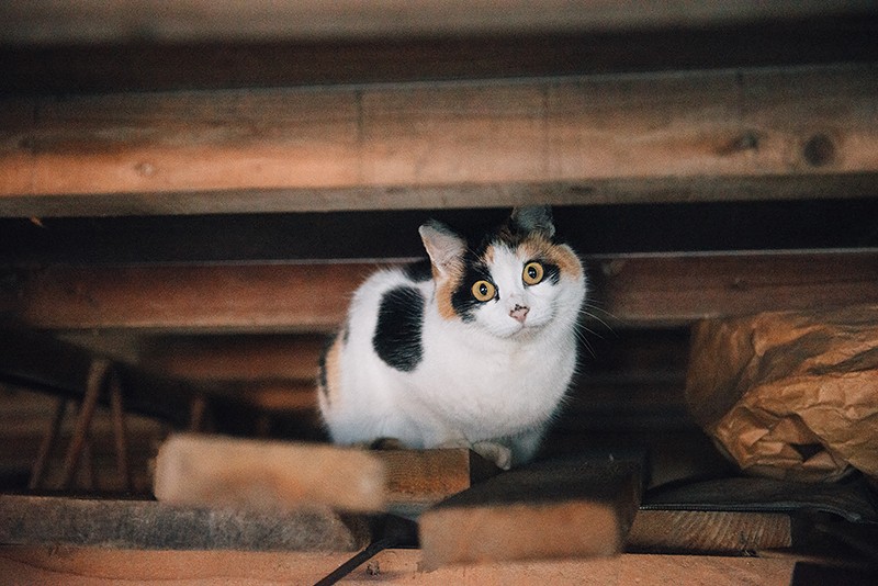人慣れしていない猫。ご飯の準備をしていると、天井裏から静かにアピール（2017年3月11日撮影