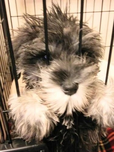 家にきたころの「Beard」