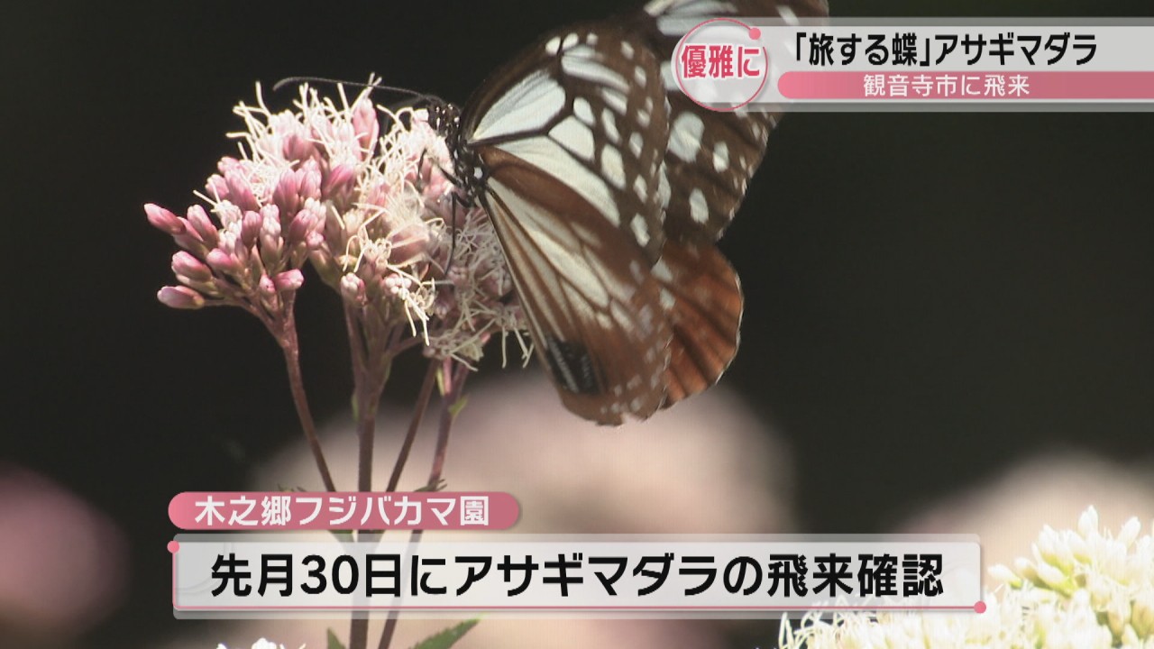 旅する蝶」アサギマダラが香川・観音寺市に飛来 | KSBニュース | KSB