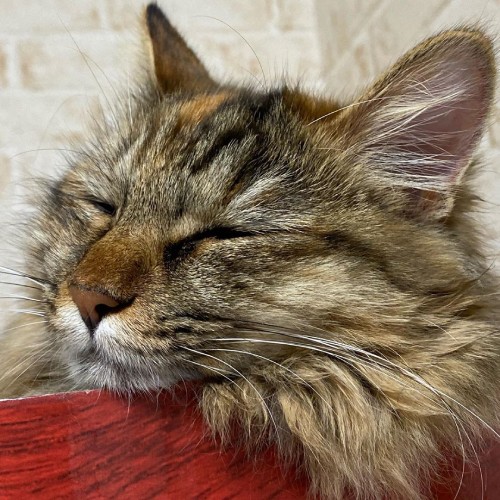 物思いにふけりながら眠る