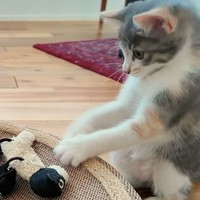 ぬいぐるみに狙いを定めるおかゆちゃん（提供：おかゆ生活さん＝画像をトリミングしています）