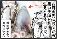 耳の先端にちょっとした毛があることにも気づくも～さん　（も～さんの提供）