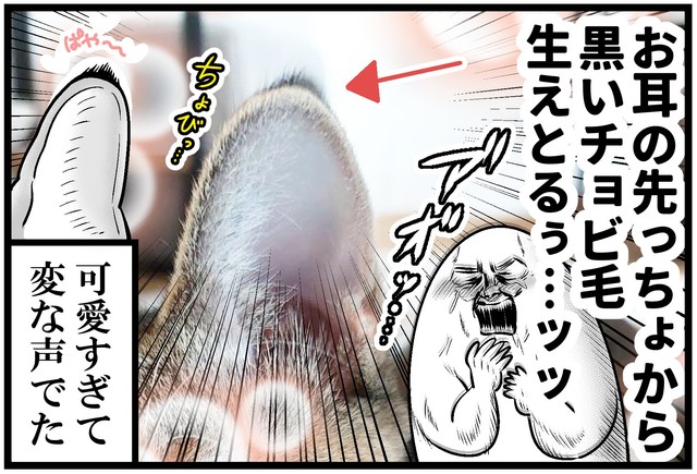 耳の先端にちょっとした毛があることにも気づくも～さん　（も～さんの提供）