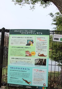 かわいいからこそ知ってほしい「コツメカワウソ」のこと。野生での現状、ペット飼育の問題点、情報拡散の責任について書かれています