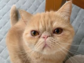 ぐるぐる音を出しながら家族のお出迎え　エキゾチックショートヘア「きなこ」