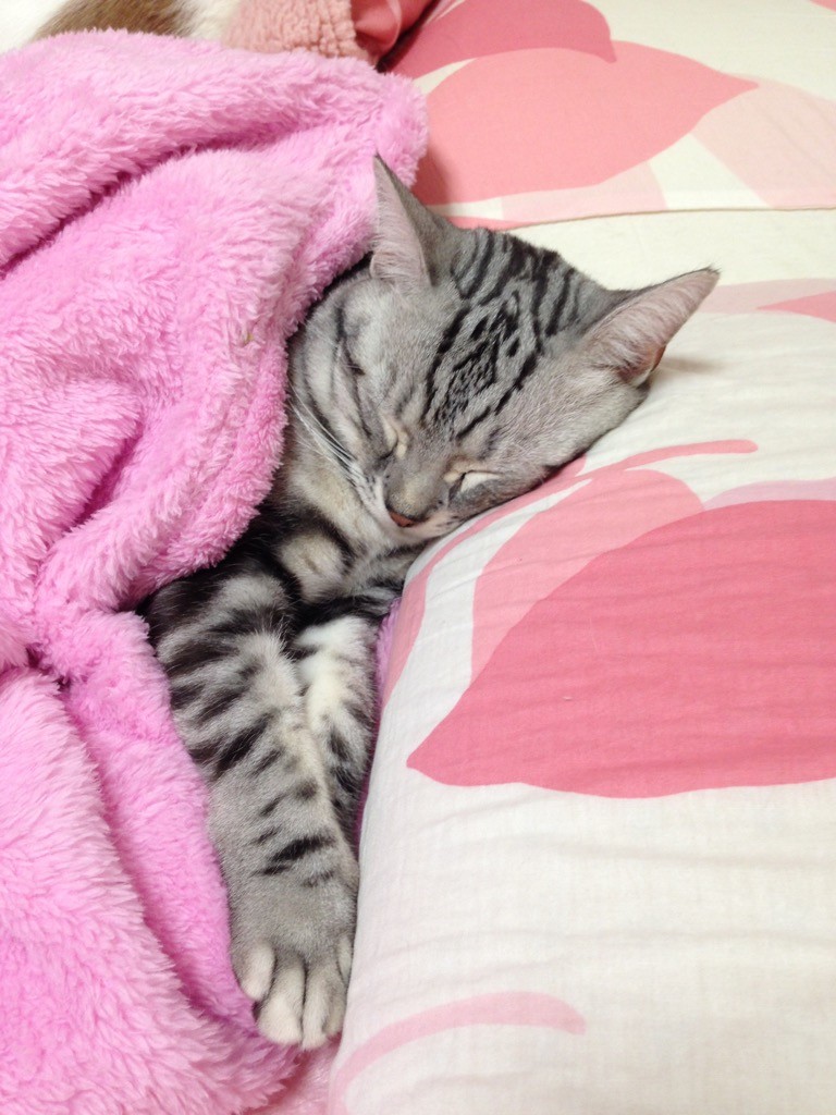 猫A 最終値下げしました！ 猫A 最終値下げしました！ ショップでどんどん値下げされていく