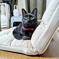 パパの定位置を奪うもなかくん（画像提供：豆大福・もなかの甘々生活さん）