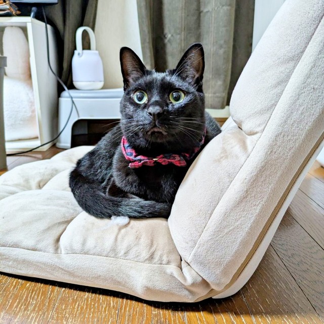 パパの定位置を奪うもなかくん（画像提供：豆大福・もなかの甘々生活さん）