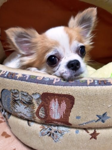 わんずぺ～すで新たな家族を待つリック