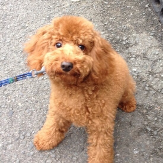 家にきたころの「りき」