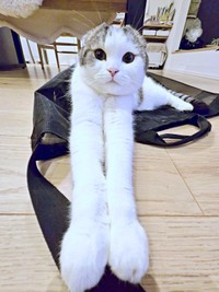 前足をぐーんと伸ばしたセラくん（画像提供：今日、セラさん）