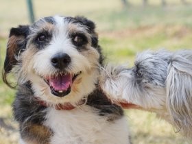 お尻を嗅ぐのがコミュニケーション！　犬同士で挨拶できますか？