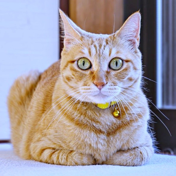 端正な顔立ちが素敵なぷりんちゃん（画像提供：ぷりんちゃん𝕏さん）