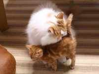 こっこくんの毛づくろいをするちくわくん（画像提供：録さん）
