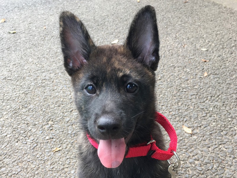 一目ぼれで迎えたとしても良い関係を築ける