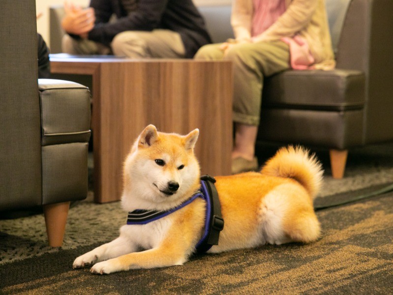 チェックインはソファでゆったりと、ウェルカムドリンクを飲みながらお手続き。リードフックがあるので、安心