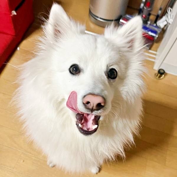 ペロッと舌を出したこんちゃん（画像提供：こんぺいとうさん）