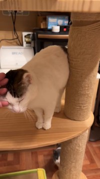 水戸さんがなでる手に甘えるりっちゃん……をこっそり観察する「家庭内野良猫」こと、めいくん（下）（動画からキャプチャー／提供：コンドリア水戸さん）