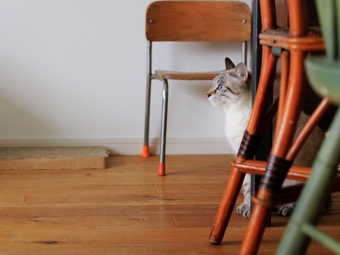 椅子になりきるオスカー。