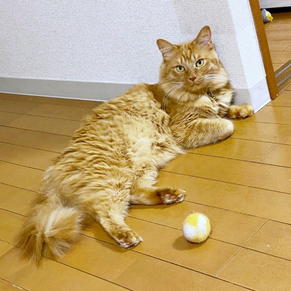 4歳になった虎太郎くん。凛々しいイケニャンに成長（画像提供：梅虎さん）