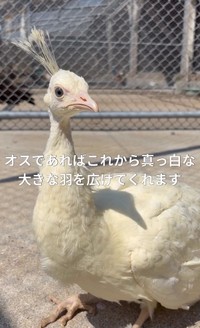 オスであれば大きな真っ白な羽を広げた姿が見られるように／長崎県川棚町公式アカウント（@kawatana_official）提供