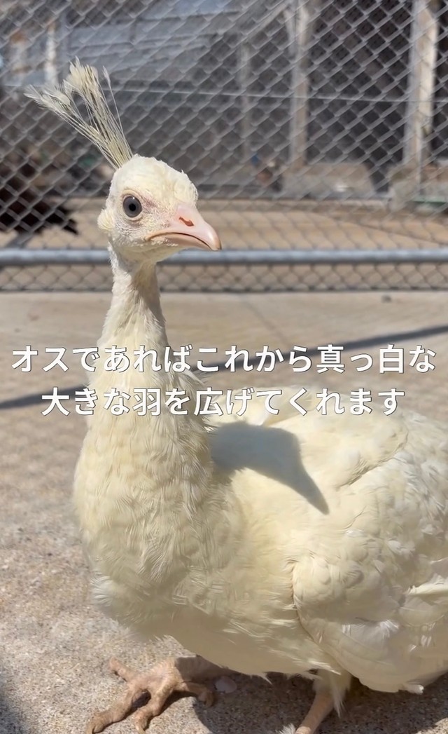 オスであれば大きな真っ白な羽を広げた姿が見られるように／長崎県川棚町公式アカウント（@kawatana_official）提供