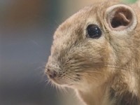 大きな瞳と特徴的な目を持つ（提供：足立区生物園さん）