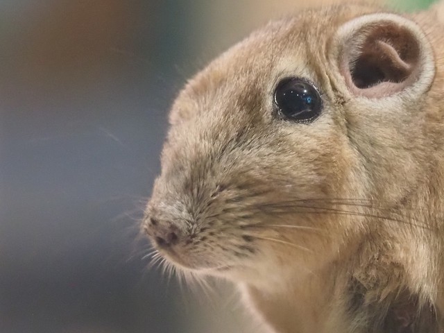 大きな瞳と特徴的な目を持つ（提供：足立区生物園さん）
