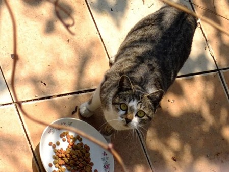 猫の食欲が落ちたら、鼻の状態を疑って