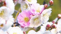 1本の木の中で紅白2色の花が咲く「源平咲き」の梅
