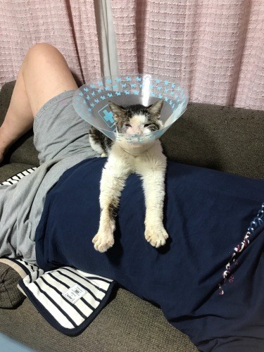 「なんといっても、おにいのおなかの上が最高」（ときえさん提供）