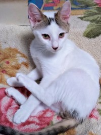 クールビューティーな美ニャンになったキナコちゃん（画像提供：ゆーちゃんさん）