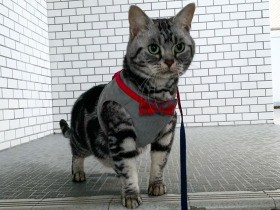 同居ワンコにも毛づくろい　優しい性格のアメショー「弥治郎」