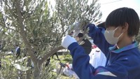 中学生がオリーブの木の剪定を体験