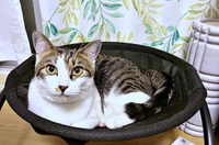 キリッとした表情が素敵なかぢめくん（画像提供：かさねさん）