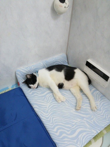 自宅の浴槽の上でお昼寝中のふうすけくん、お気に入りの場所だった