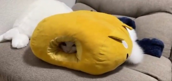 カミナリに驚き、クッションの中に隠れる雪之丞ちゃん＝雪之丞（ゆきのじょう）メス♀ (@5711Nakasin)さん提供 