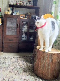 「ボニャール」ポーズになるグミちゃん（画像提供：山口夏実さん）