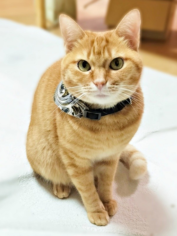 すくすくと成長！ 3年でさらに愛らしさが増したこなちゃん（画像提供：ユンコロさん）