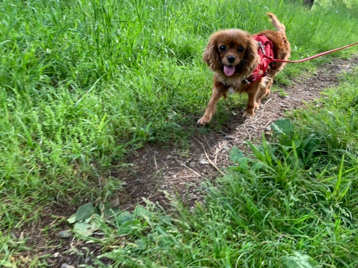 「お散歩って楽しいものなのね、知らなかったな」（田形さん提供）