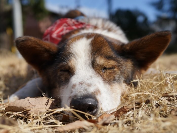 動物愛護の車内広告に掲載されるジロー（日本動物愛護協会提供）