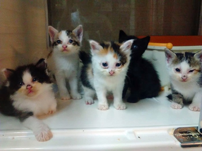 家族になってくれる人を待っています