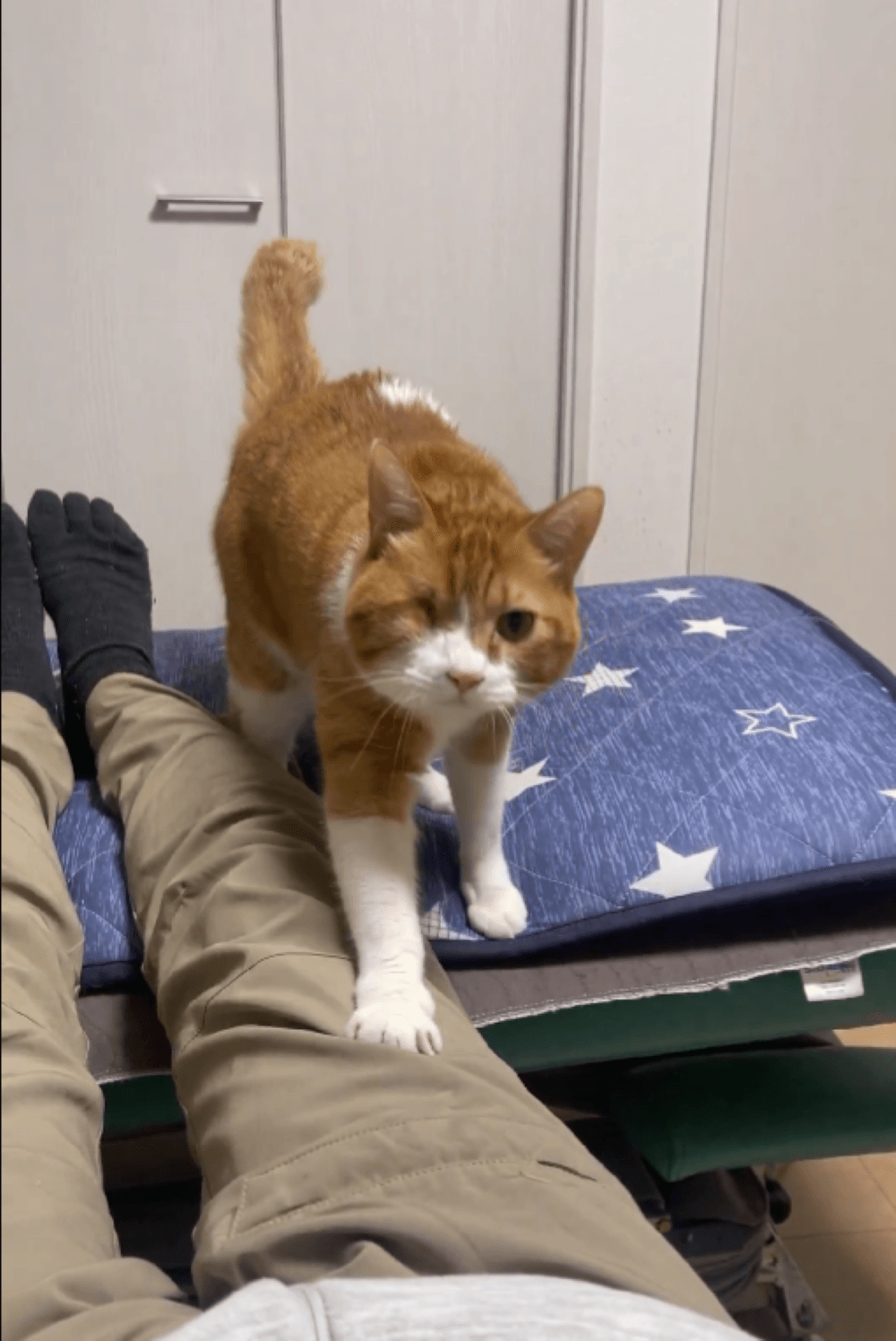 飼い主さんの足を橋のように歩くが…