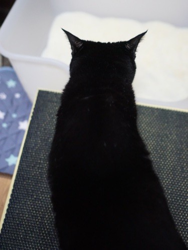 このあと、イヌオはスロープに登りましたが、途中で止まりました。「たくさん砂をいれないとトイレに入りづらいよ」。砂は、体調変化が色でわかる“しぐにゃる”を試し中。１カ月分が送料込みで4000円弱と少々お高め。でも匂わないし、はっぴーも砂はお気に入りに